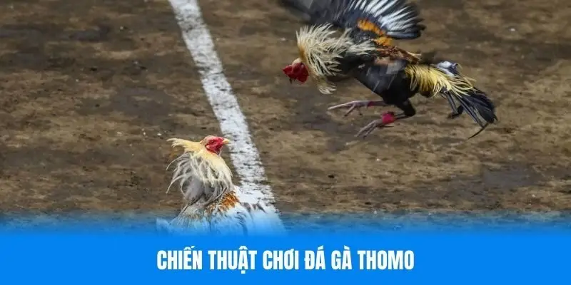 Chiến thuật để tham gia đá gà Thomo cho người chơi