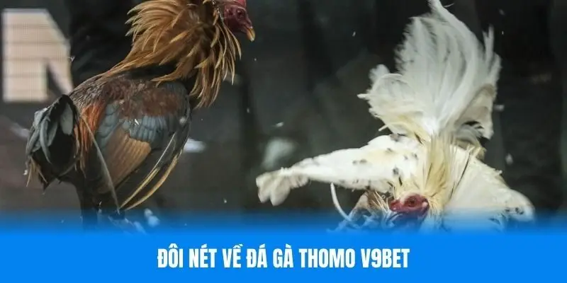 Bao quát về đá gà thomo tại V9BET