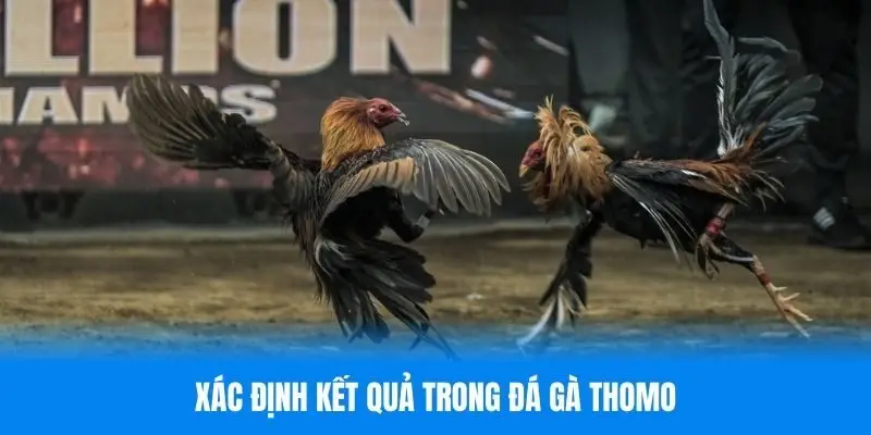 Chiến kê nào không còn khả năng đấu sẽ thua